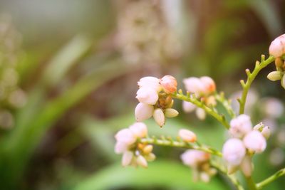 Close-up of white flowering plant