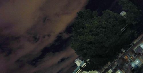 Trees against cloudy sky