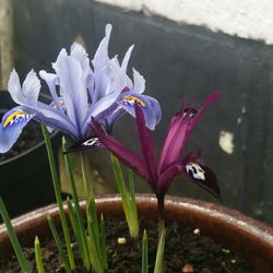 Close-up of flower blooming outdoors