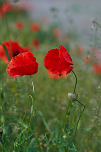 Close-up of red poppy flowers on field
