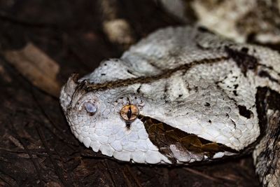 Closeup of a viper head