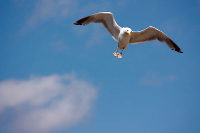 Low angle view of eagle flying against clear sky