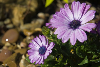 Close-up of purple flowers