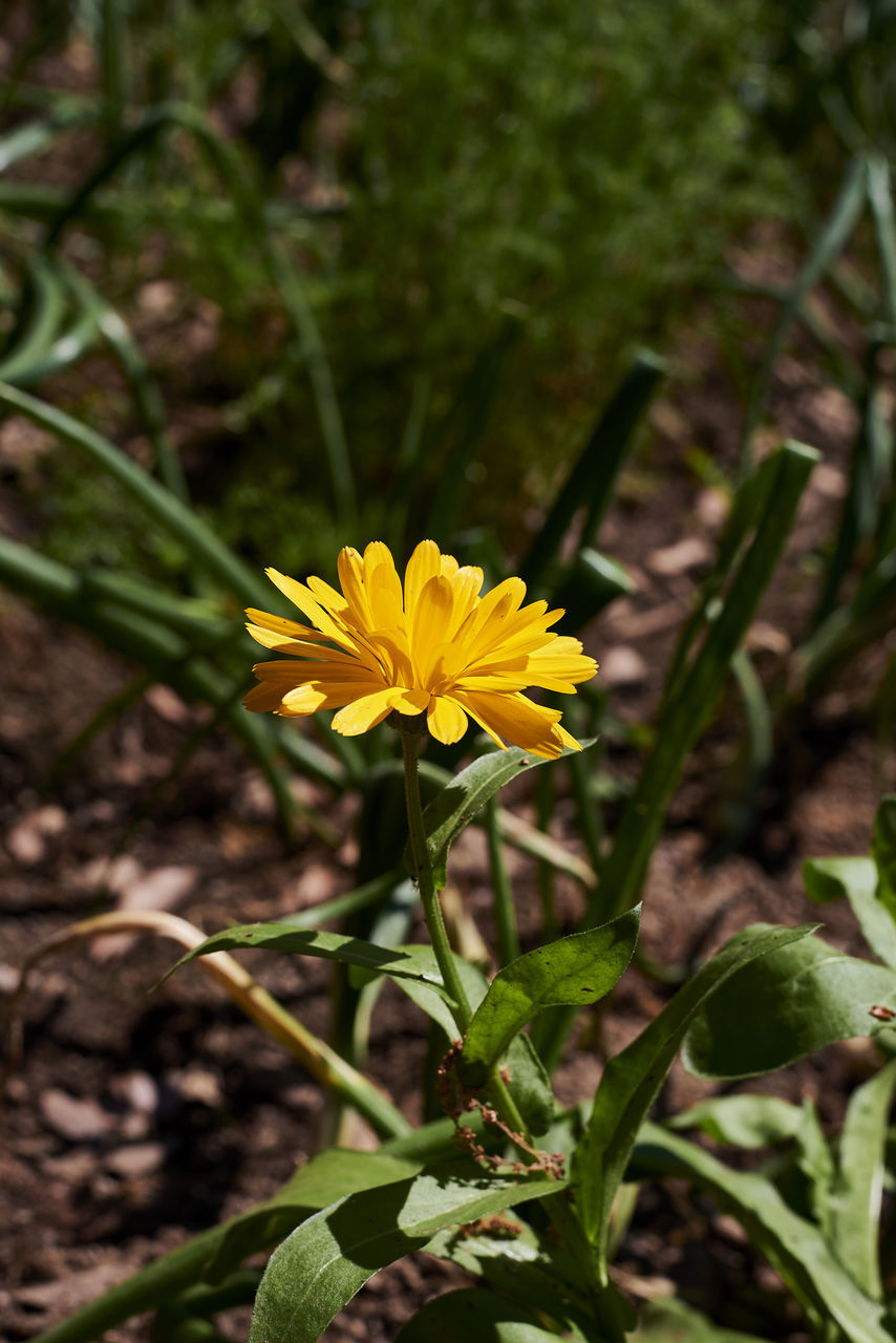 CLOSE-UP OF YELLOW FLOWERING PLANTS