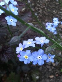 Close-up of purple flowers