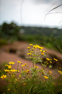 Close-up of yellow flowering plant on field