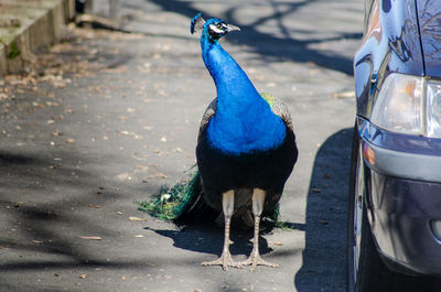 Close-up of peacock