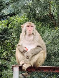 Close-up of monkey