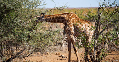 View of giraffe on land