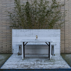 View of bird perching on bench against wall