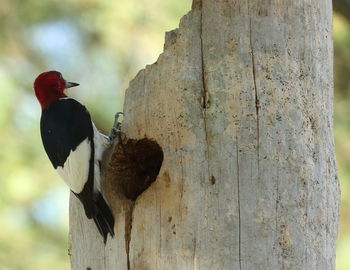 Close-up of bird perching on tree trunk