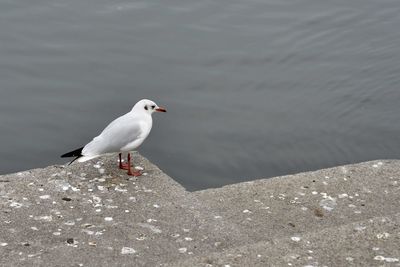 High angle view of seagull perching on retaining wall