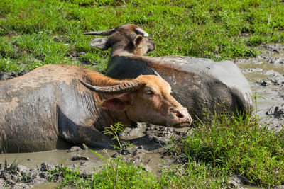 Lion relaxing on field