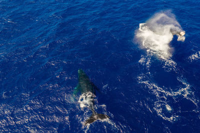 Humpbacks performing energetic manouvers.