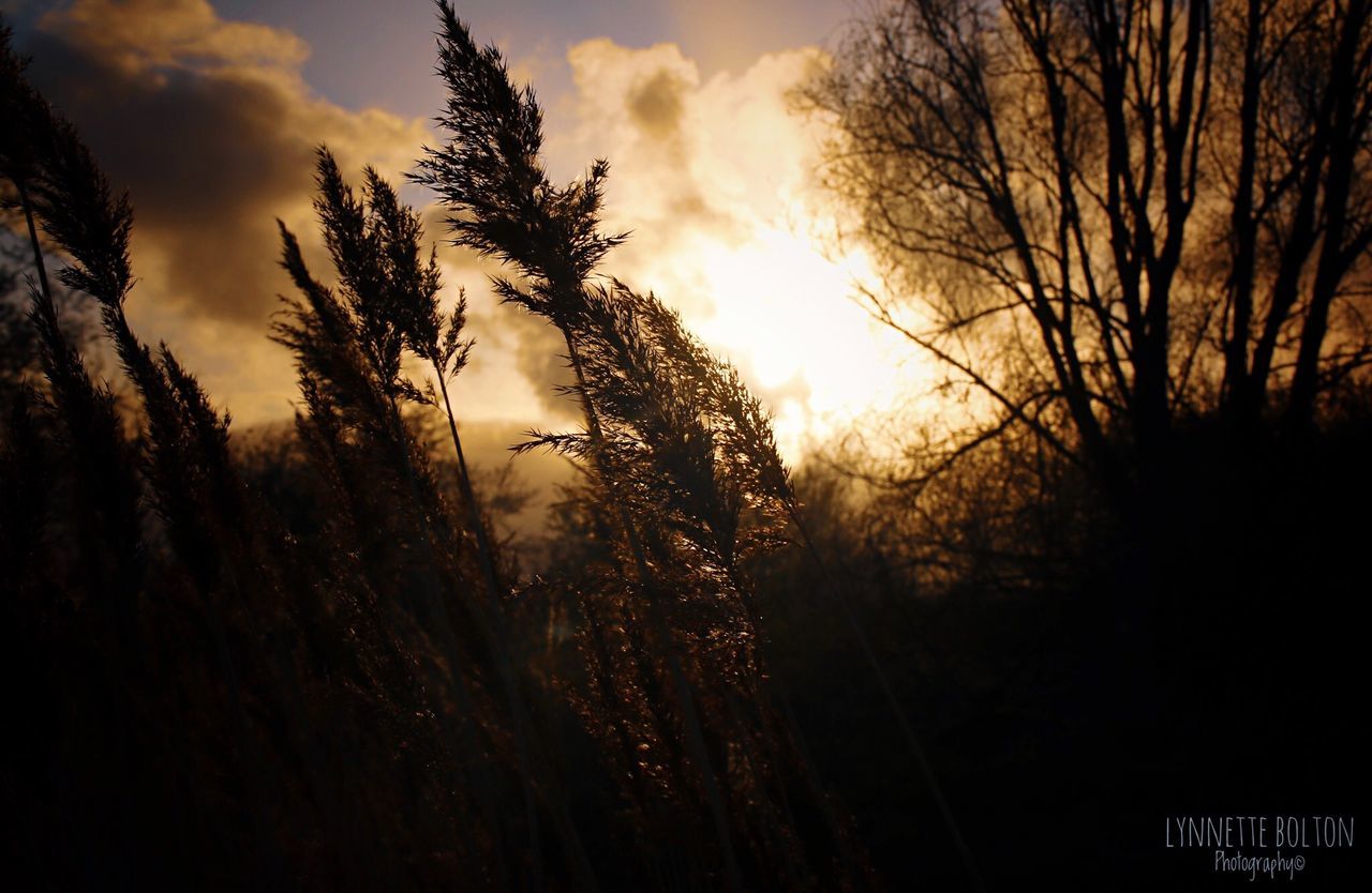 sky, plant, silhouette, tree, sunset, tranquility, cloud - sky, beauty in nature, nature, tranquil scene, growth, no people, scenics - nature, land, sunlight, sun, outdoors, non-urban scene, orange color, field