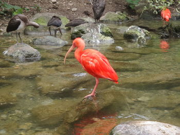 Birds in pond