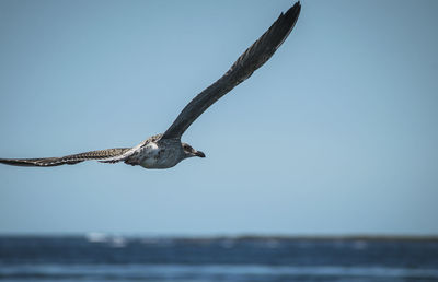 Seagull flying over sea against clear sky