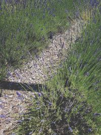High angle view of plants growing outdoors