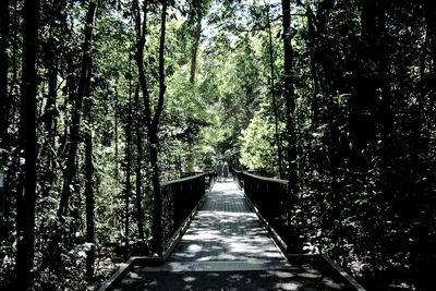 Walkway amidst trees in forest