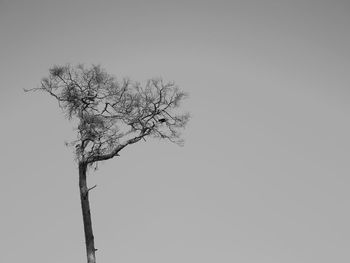 Low angle view of bare tree against clear sky