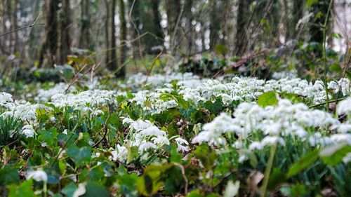 Close-up of snow covered plants in forest