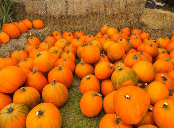 High angle view of pumpkins on field