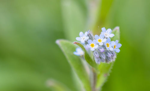 Close-up of flowers