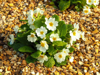 High angle view of white flowering plant