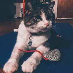 Portrait of a cat