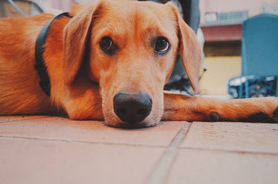 Close-up portrait of a dog