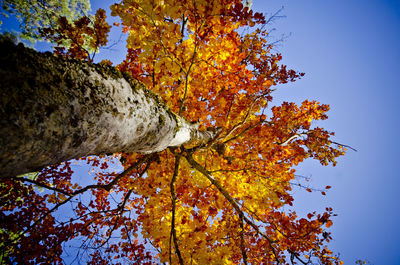 Low angle view of maple tree