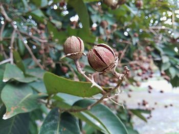 Close-up of plants growing on tree