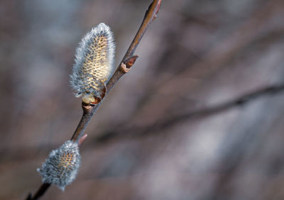 Close-up of dried flower on twig