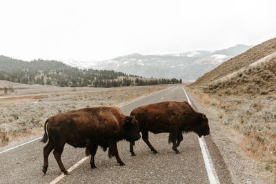 American bison walking on road against mountains