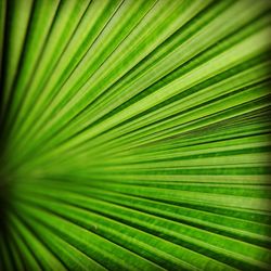 Full frame shot of palm leaf