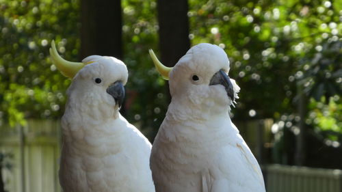 Close-up of birds perching on tree