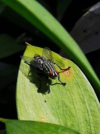 Close-up of housefly on leaf