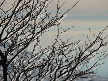 Low angle view of bare tree against sky