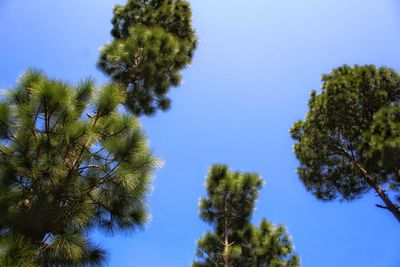 Low angle view of trees against clear blue sky