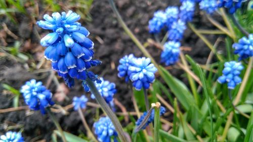 Close-up of blue flowers blooming in field