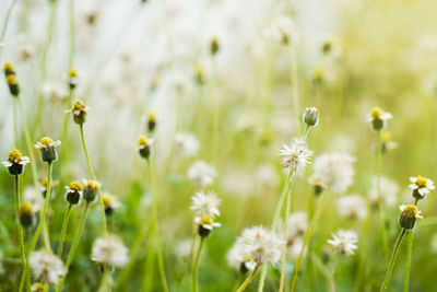 Close-up of yellow flowering plant on field