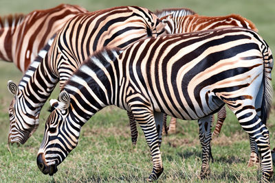 Zebra. Zebra in