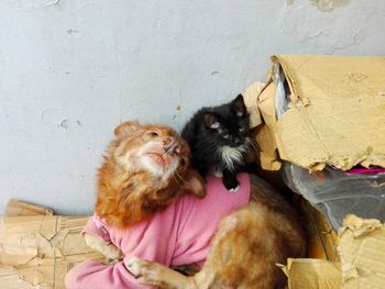High angle view of dog and a young cat sitting on top