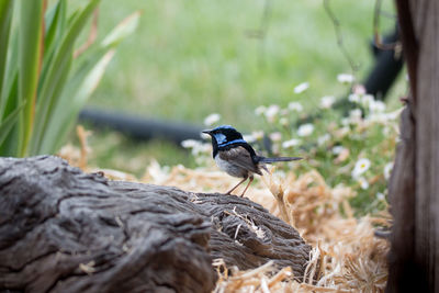 Bird perching on tree trunk