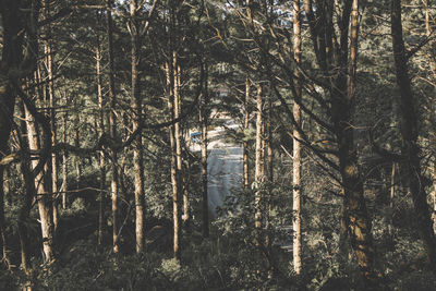 View of trees in forest