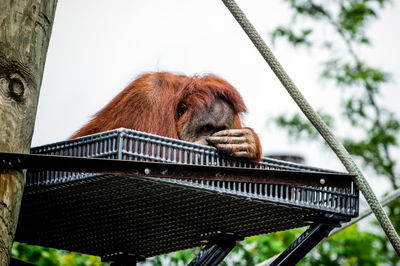 Low angle view of monkey on fence