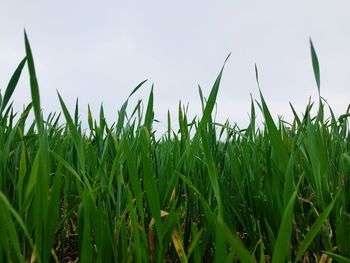 Close-up of crops growing on field against sky