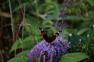 Butterfly pollinating on purple flower