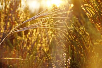 Close-up of wheat growing on field