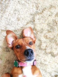 Close-up portrait of dog